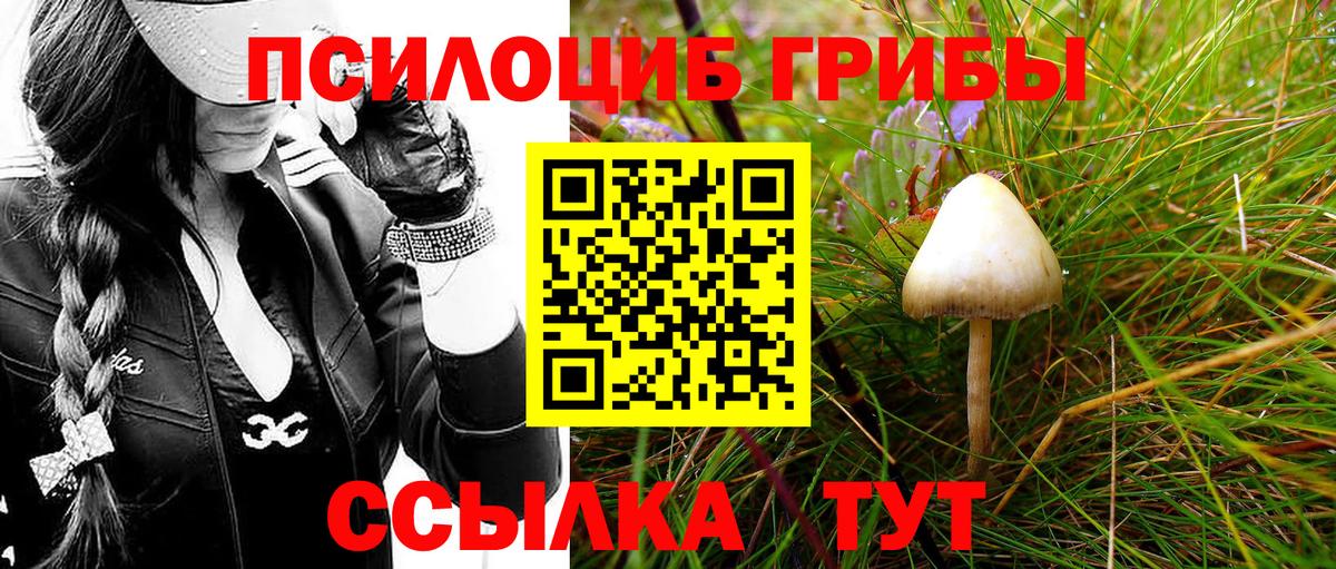 Калининград  Псилоцибиновые грибы Psilocybe  Вход с VPN 